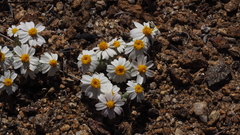 Eriophyllum wallacei rubellum