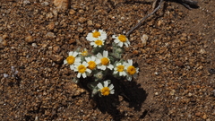 Eriophyllum wallacei rubellum