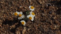 Eriophyllum wallacei rubellum