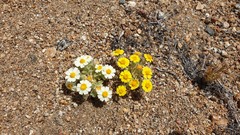 Eriophyllum wallacei rubellum