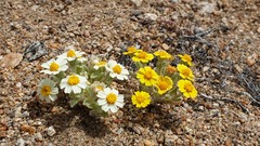Eriophyllum wallacei rubellum