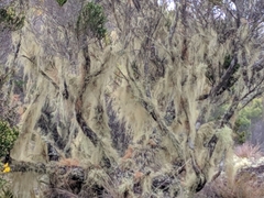 Usnea barbata