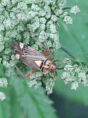 Striped Oak Bug, 6744 PE Ederveen, Nederland, photo 7 of 10