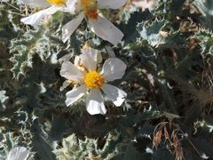 Argemone munita