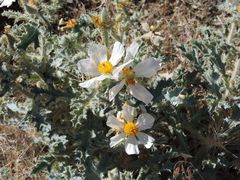 Argemone munita