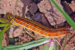 Hyles livornicoides