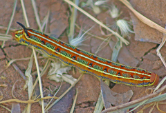 Hyles livornicoides