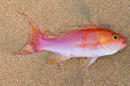 Lunate anthias (Pseudanthias lunulatus) — Serranidae — 2