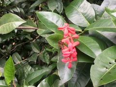 Ixora