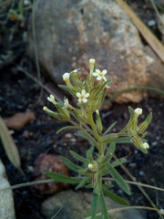 Polycarena silenoides