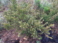 Diospyros glabra