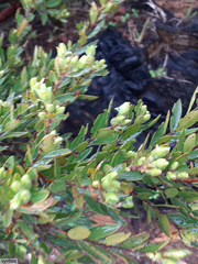 Diospyros glabra