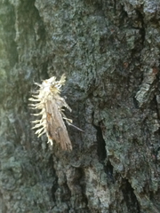 Akanthomyces aculeatus