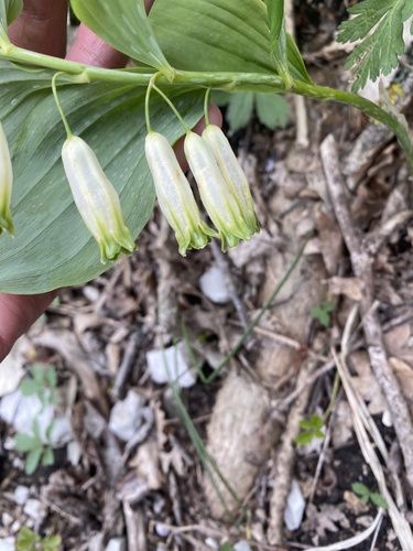 Polygonatum glaberrimum (Polygonatum glaberrimum)