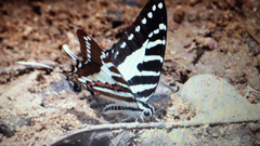 Graphium nomius