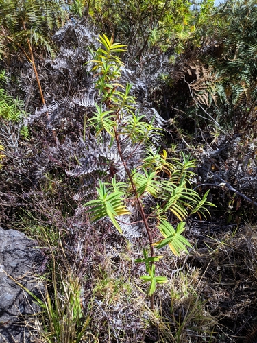 Hypericum revolutum subsp. revolutum image