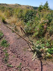 Verbascum longifolium