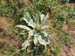 Verbascum longifolium