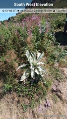 Verbascum longifolium