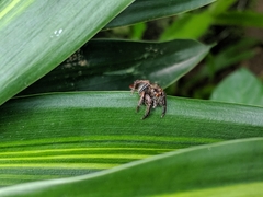 Salticidae