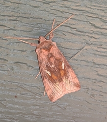 Autographa metallica