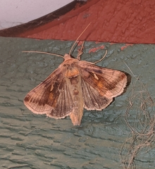 Autographa metallica