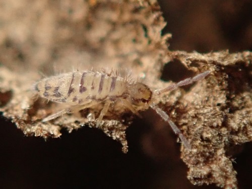 Entomobrya multifasciata, photo 6 of 10