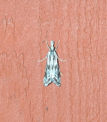Catoptria oregonicus
