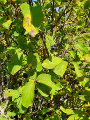 Lonicera nigra