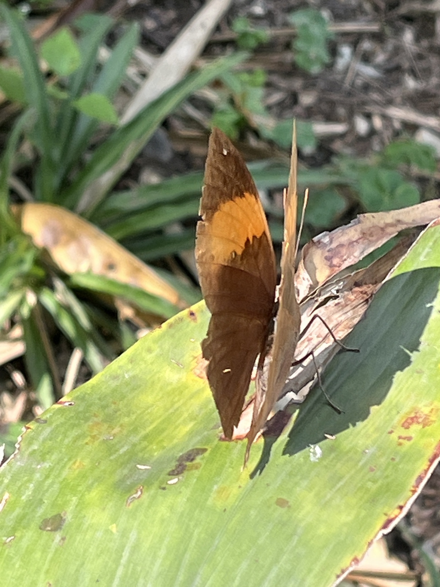 Orange Oakleaf
