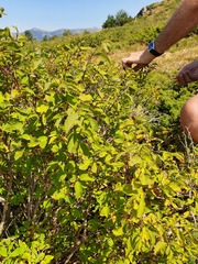 Lonicera nigra