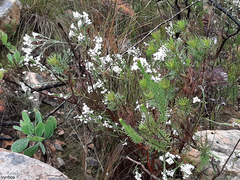 Struthiola myrsinites