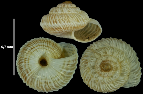 Xerotricha huidobroi