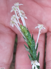 Struthiola myrsinites