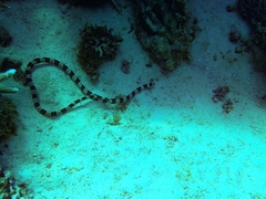 Myrichthys colubrinus