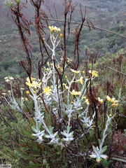 Oresbia heterocarpa