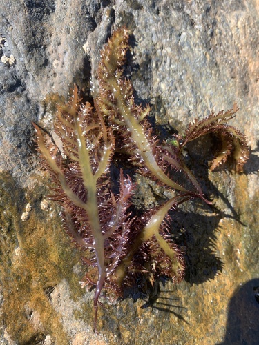 Chondracanthus teedei observed 2025-05-06