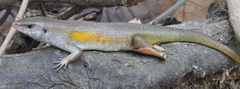 Eutropis multifasciata