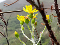 Oresbia heterocarpa