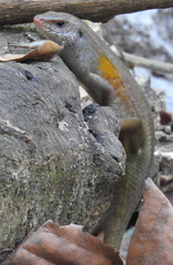 Eutropis multifasciata