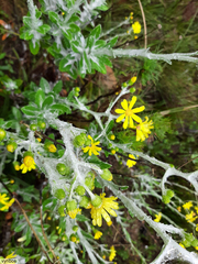 Oresbia heterocarpa