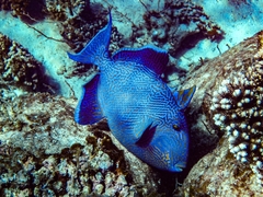 Pseudobalistes fuscus