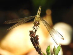 Neurothemis terminata