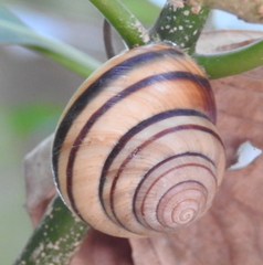 Asperitas nemorensis