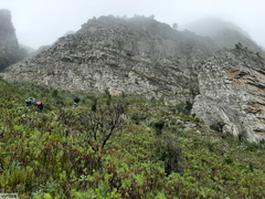 Oresbia heterocarpa