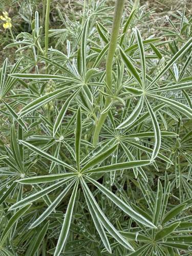 Lupinus sulphureus, photograph 5