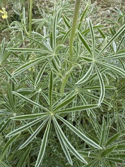 Lupinus sulphureus, photograph (c) James H. Thomas, some rights reserved (CC BY)