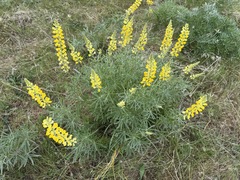 Lupinus sulphureus, photograph (c) James H. Thomas, some rights reserved (CC BY)