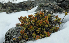 Veronica decumbens