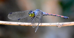 Agrionoptera insignis